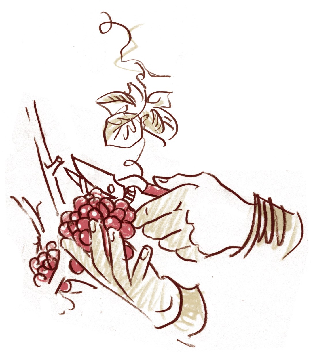 Weinernte per Hand